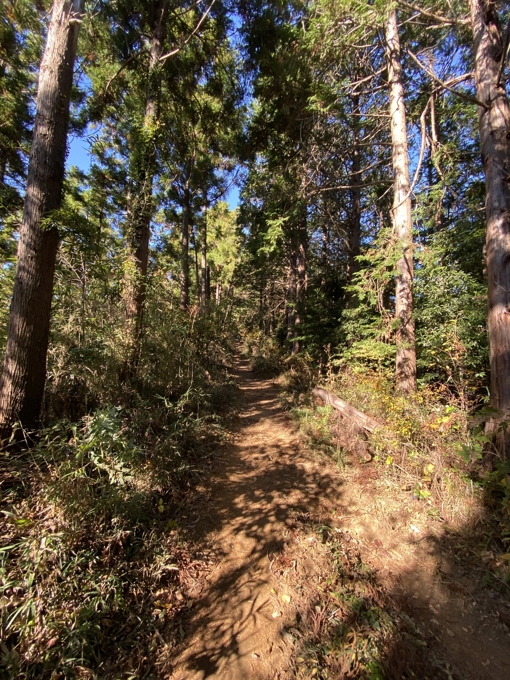 南高尾縦走トレランの写真13