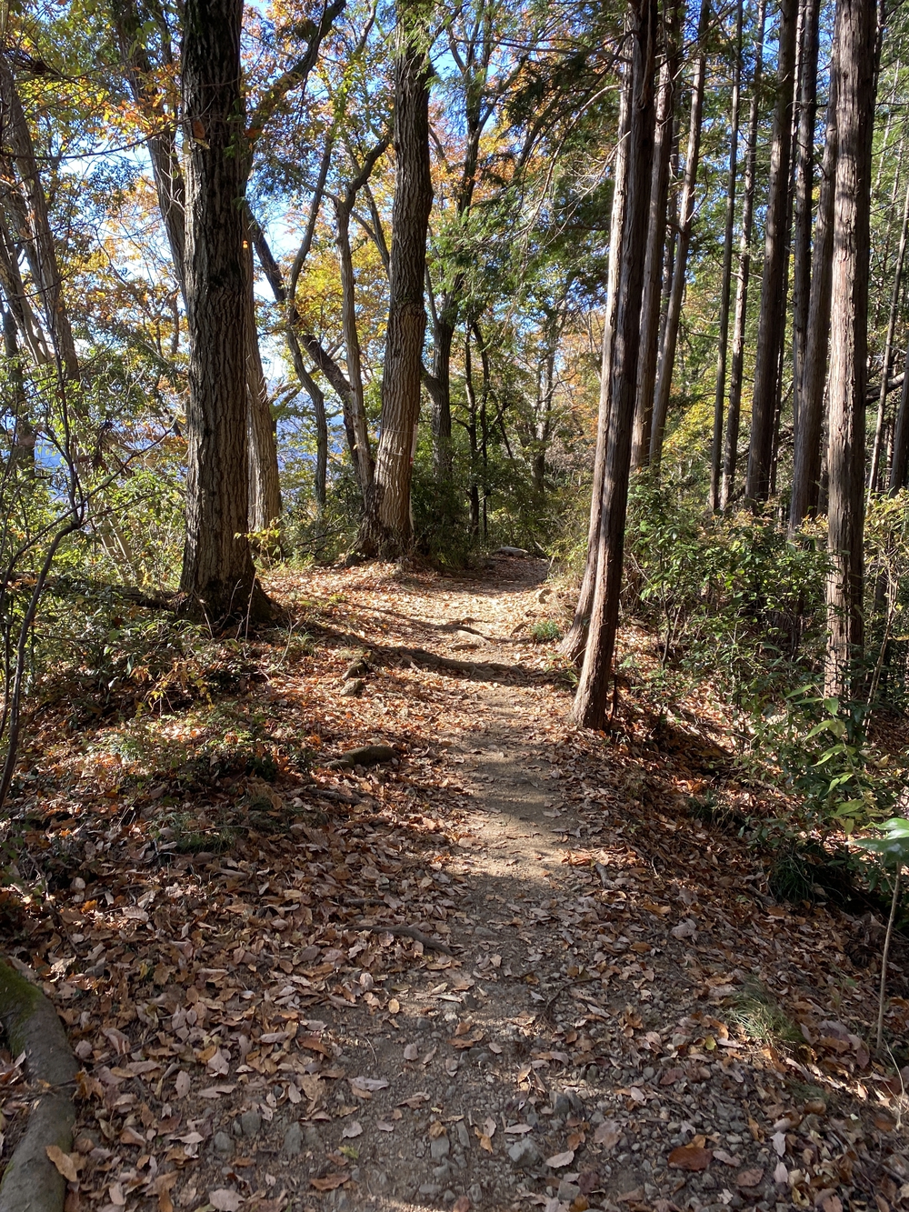 南高尾縦走トレランの写真14