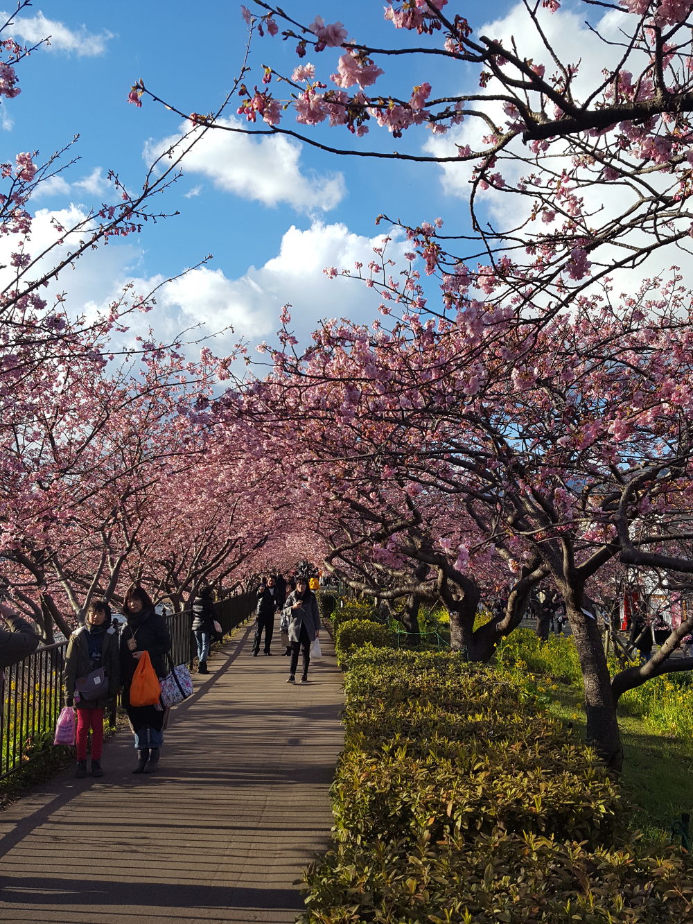 河津桜ラン＠河津町の写真3