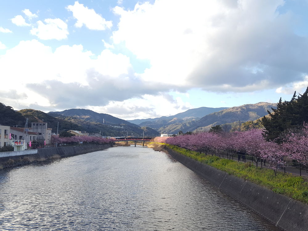 河津桜ラン＠河津町の写真4