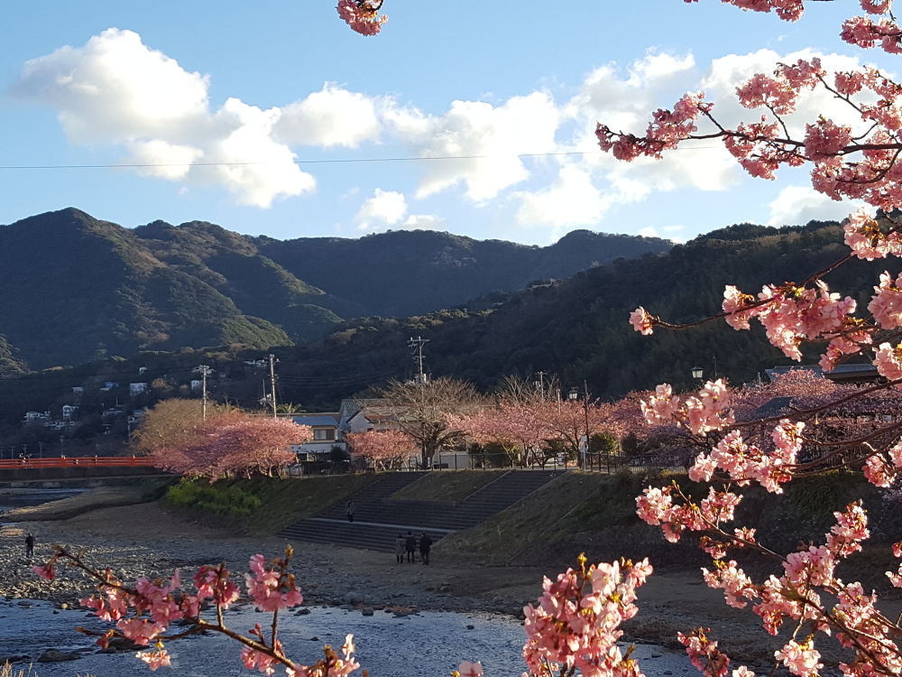 河津桜ラン＠河津町の写真5