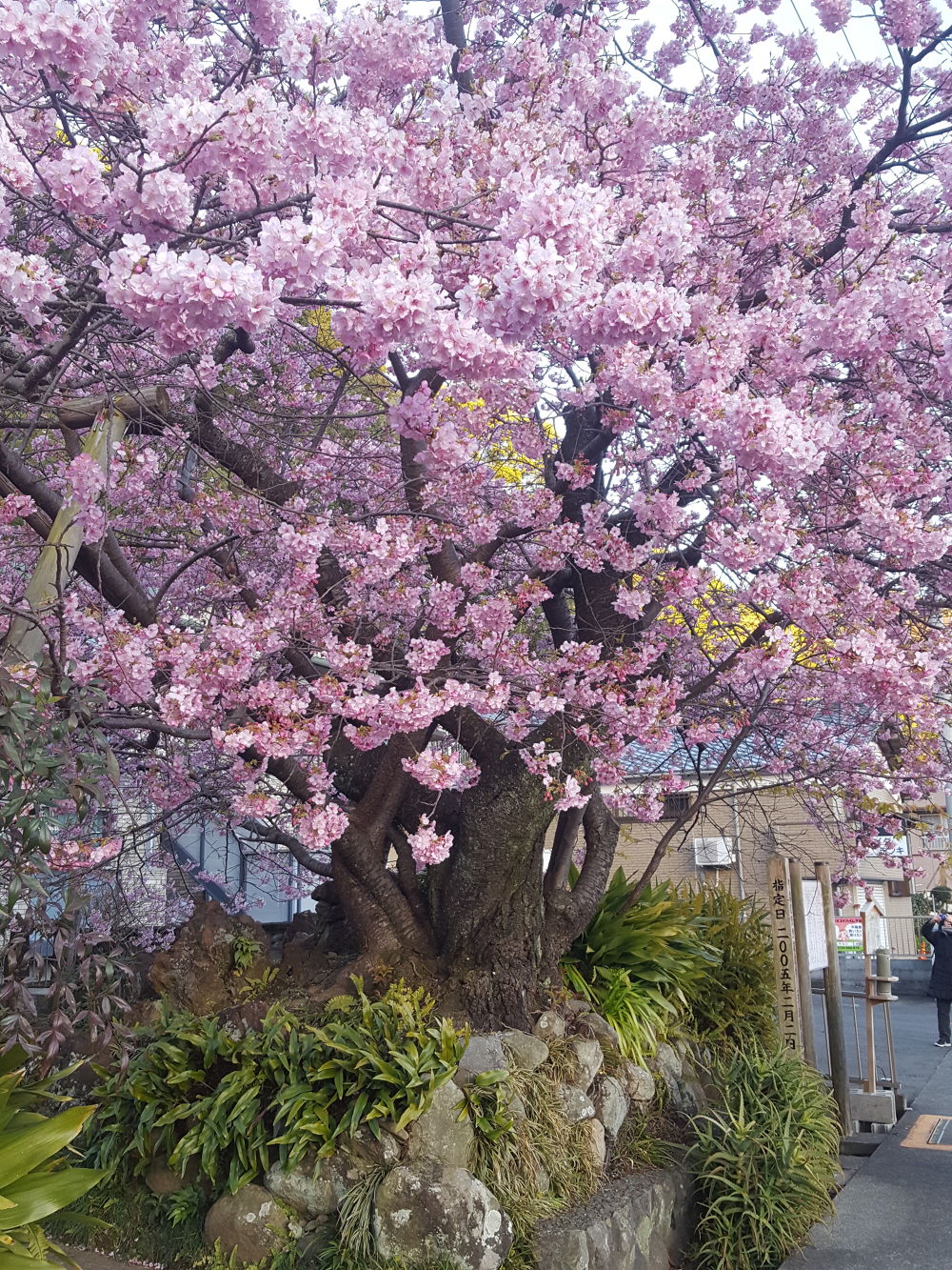 河津桜ラン＠河津町の写真6