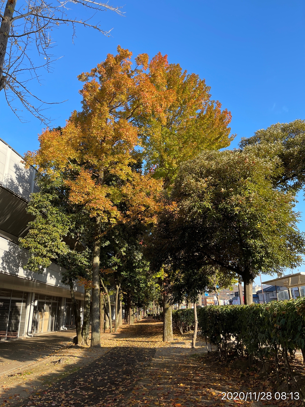 総合グラウンドのランナー像の写真7