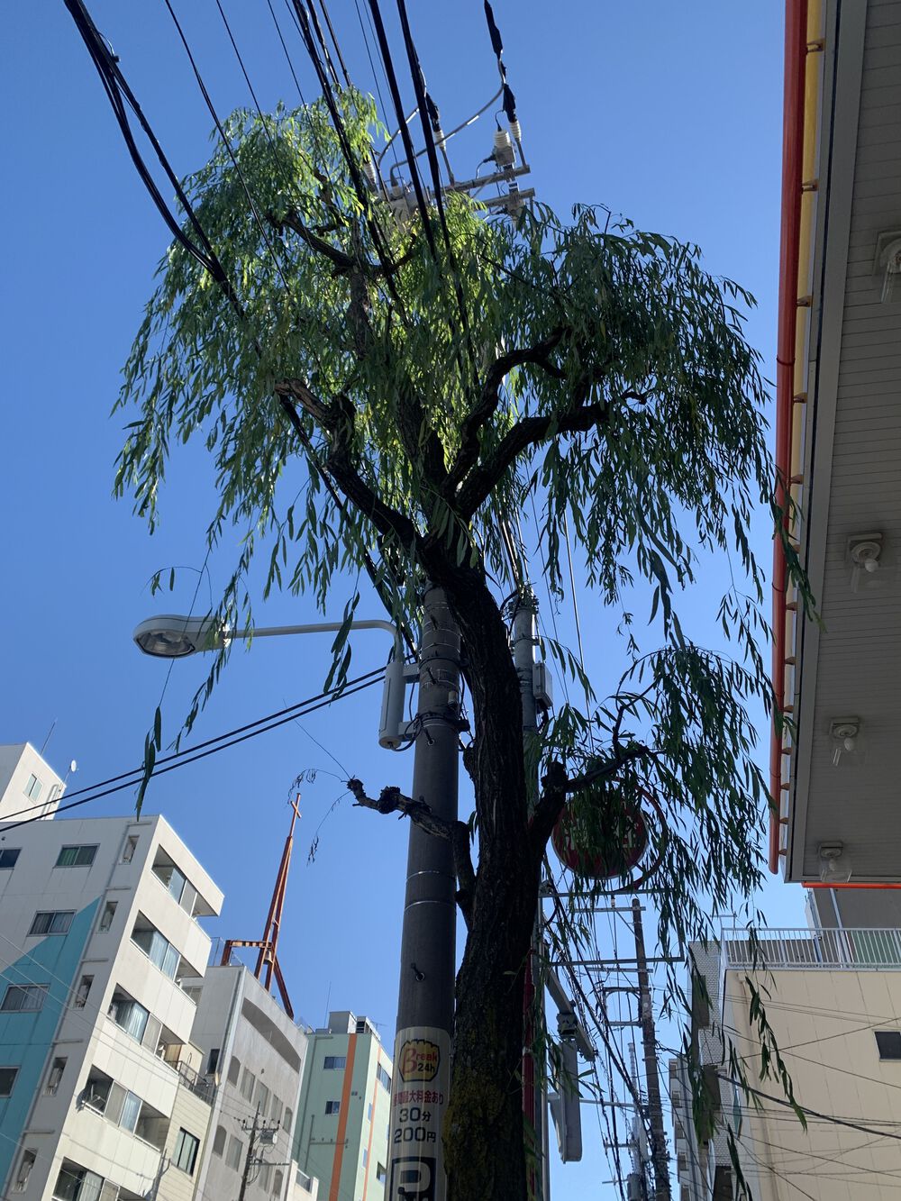 歌川広重と共にRUN 浅草吉原の写真5