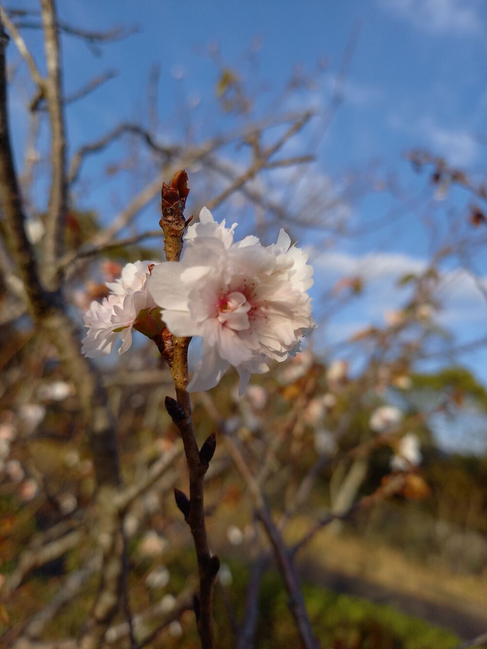 炎博記念堂公園コースの写真4