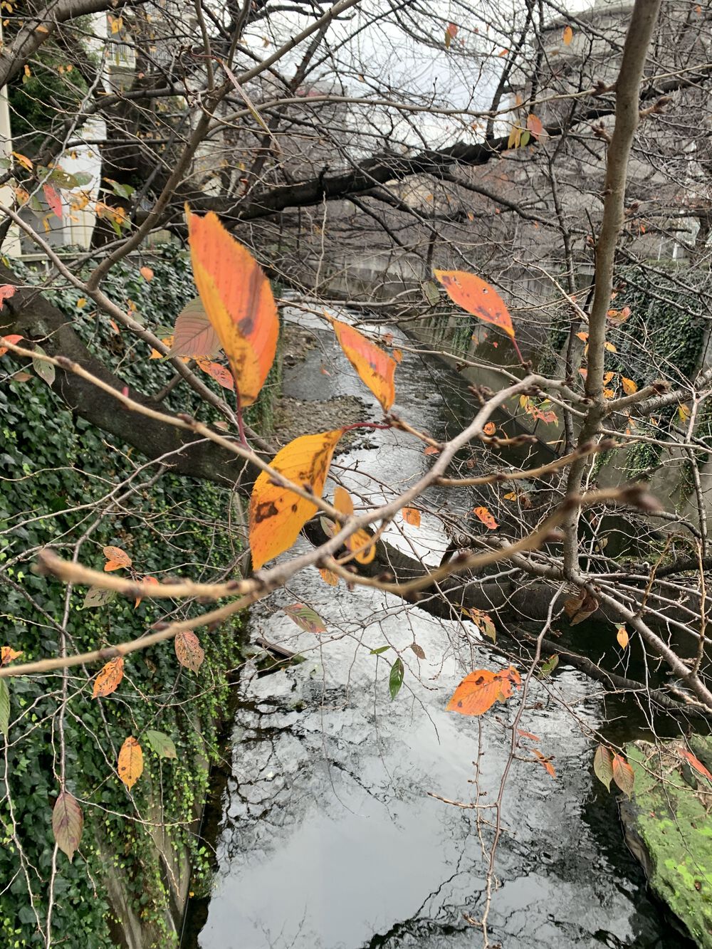 歌川広重と共にRUN 高田馬場〜 神田川の写真3