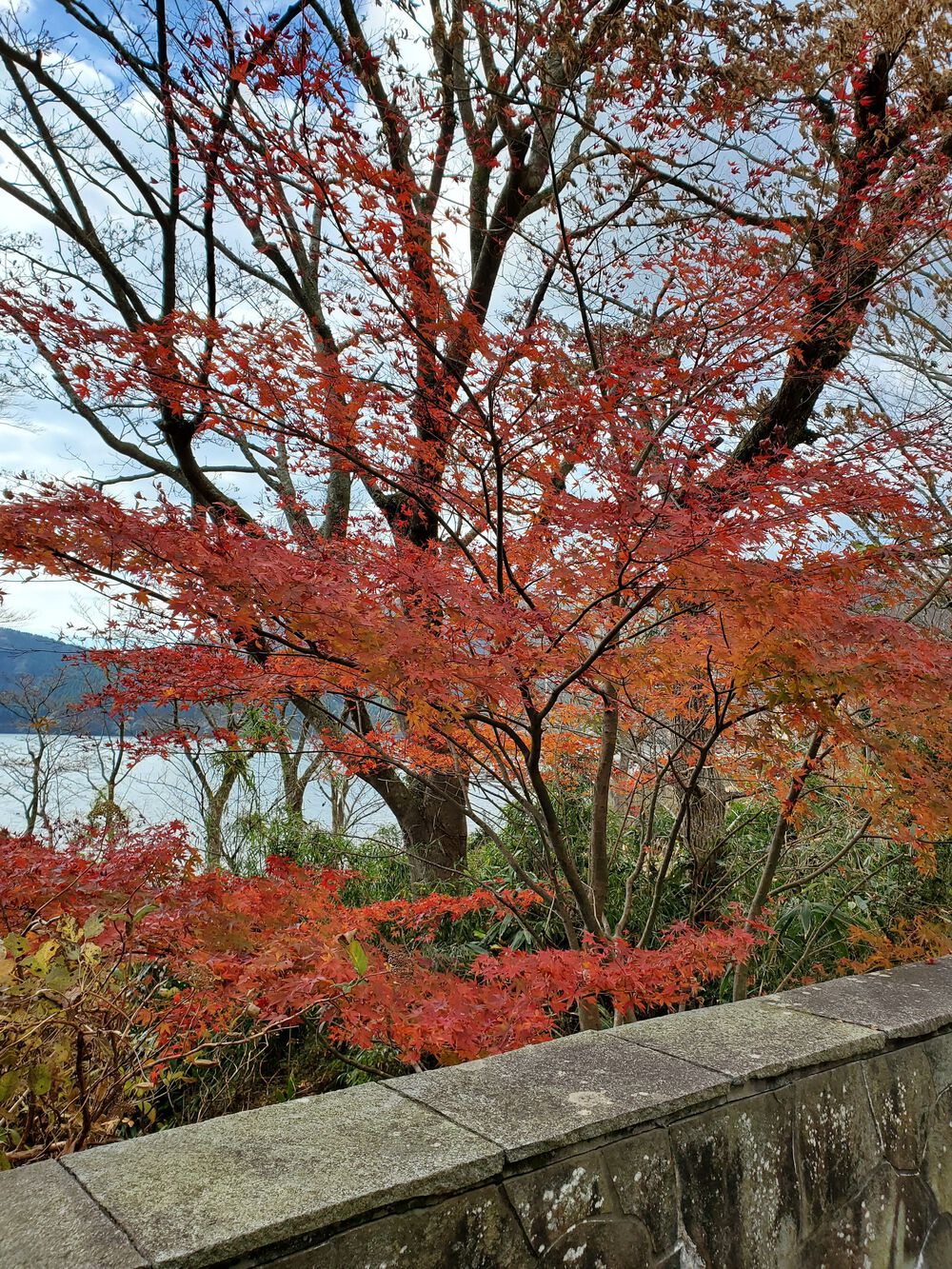 芦ノ湖RUN🏃🏃‍♀️💨の写真7