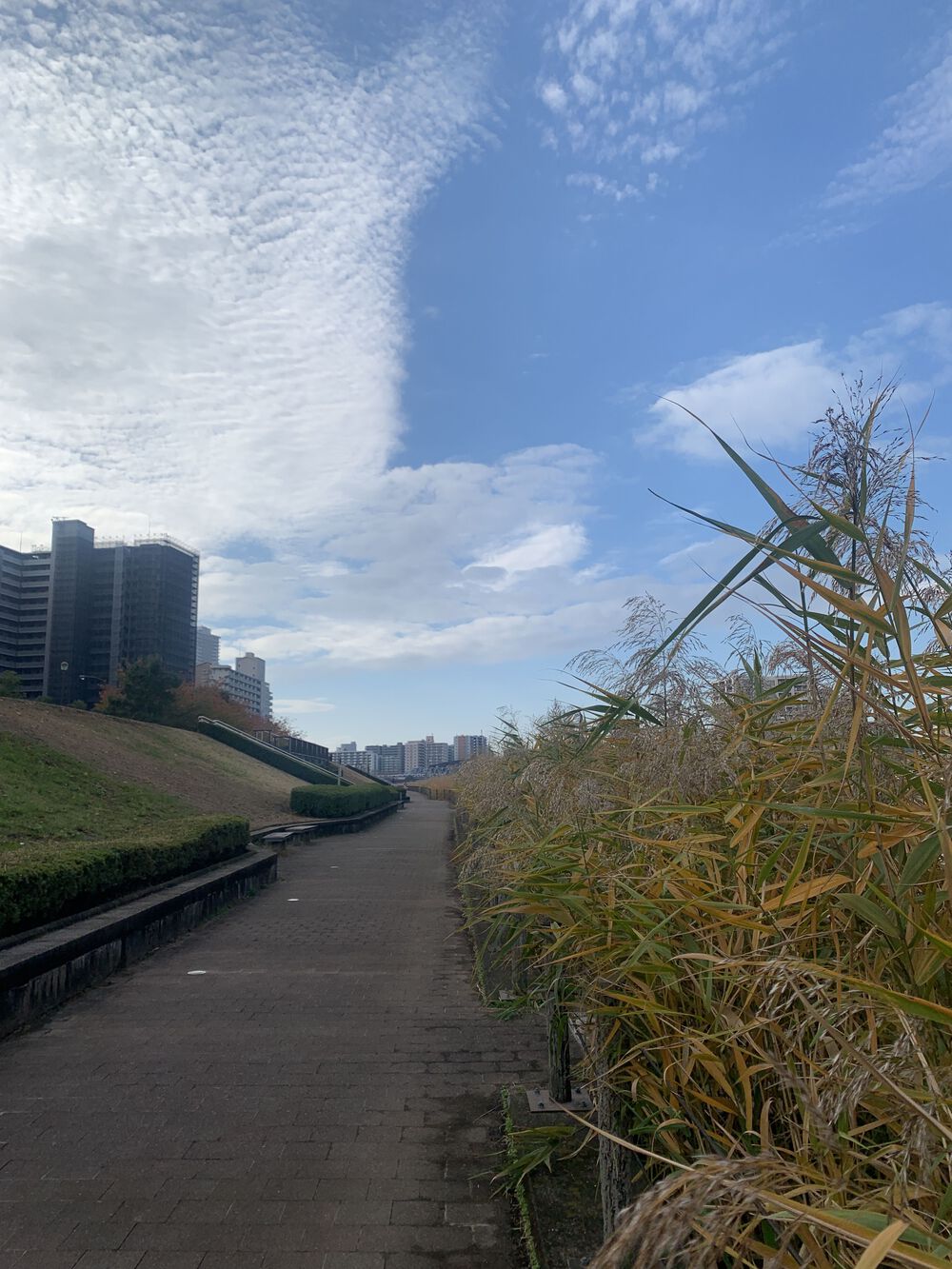 歌川広重と共にRUN 隅田川〜千住大橋の写真6