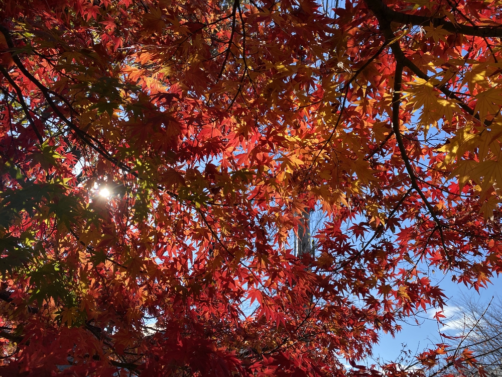 ラントリップ入間の写真15