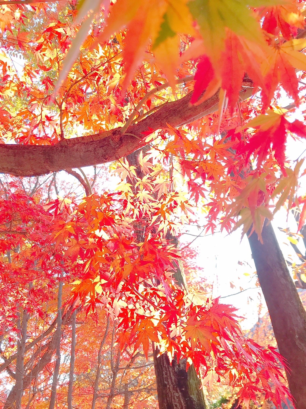 ラントリップ入間の写真17