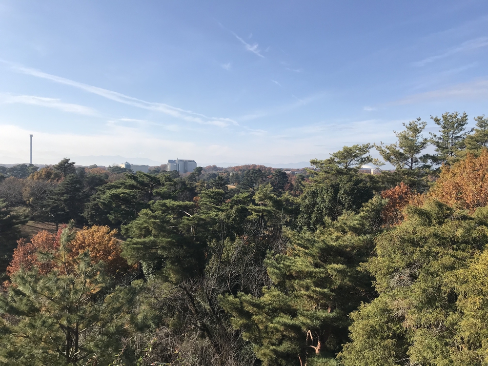 狭山丘陵トトロの森巡りの写真3