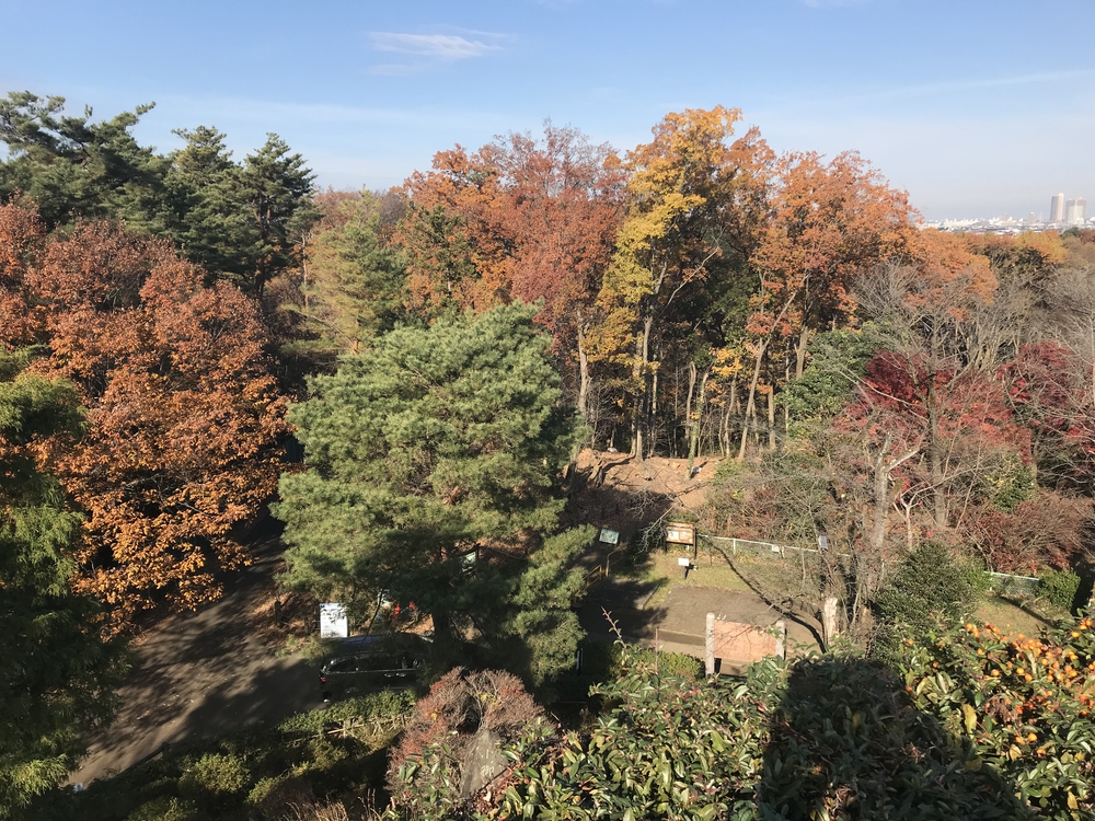 狭山丘陵トトロの森巡りの写真6