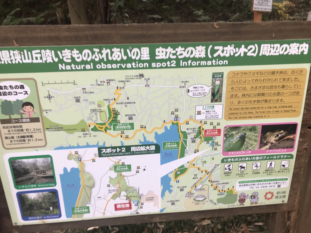 狭山丘陵トトロの森巡りの写真9