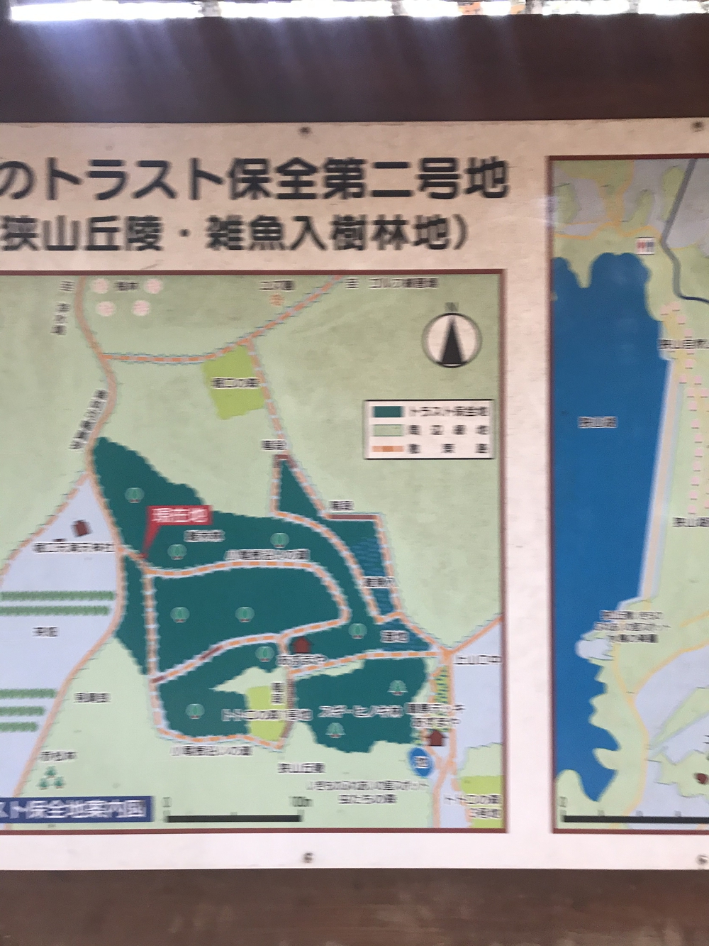 狭山丘陵トトロの森巡りの写真10