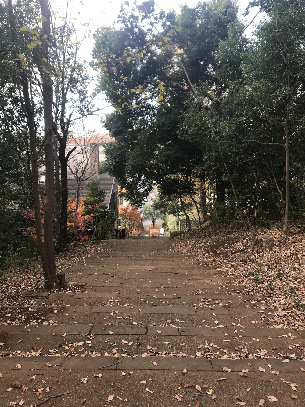 狭山丘陵トトロの森巡りの写真16