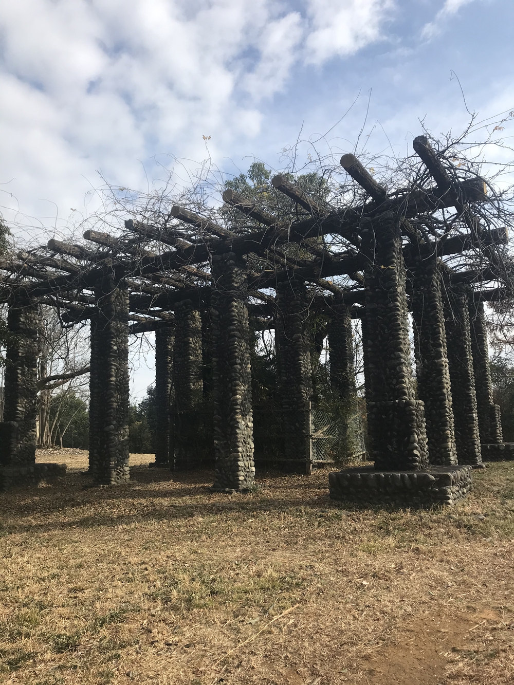 狭山丘陵トトロの森巡りの写真23