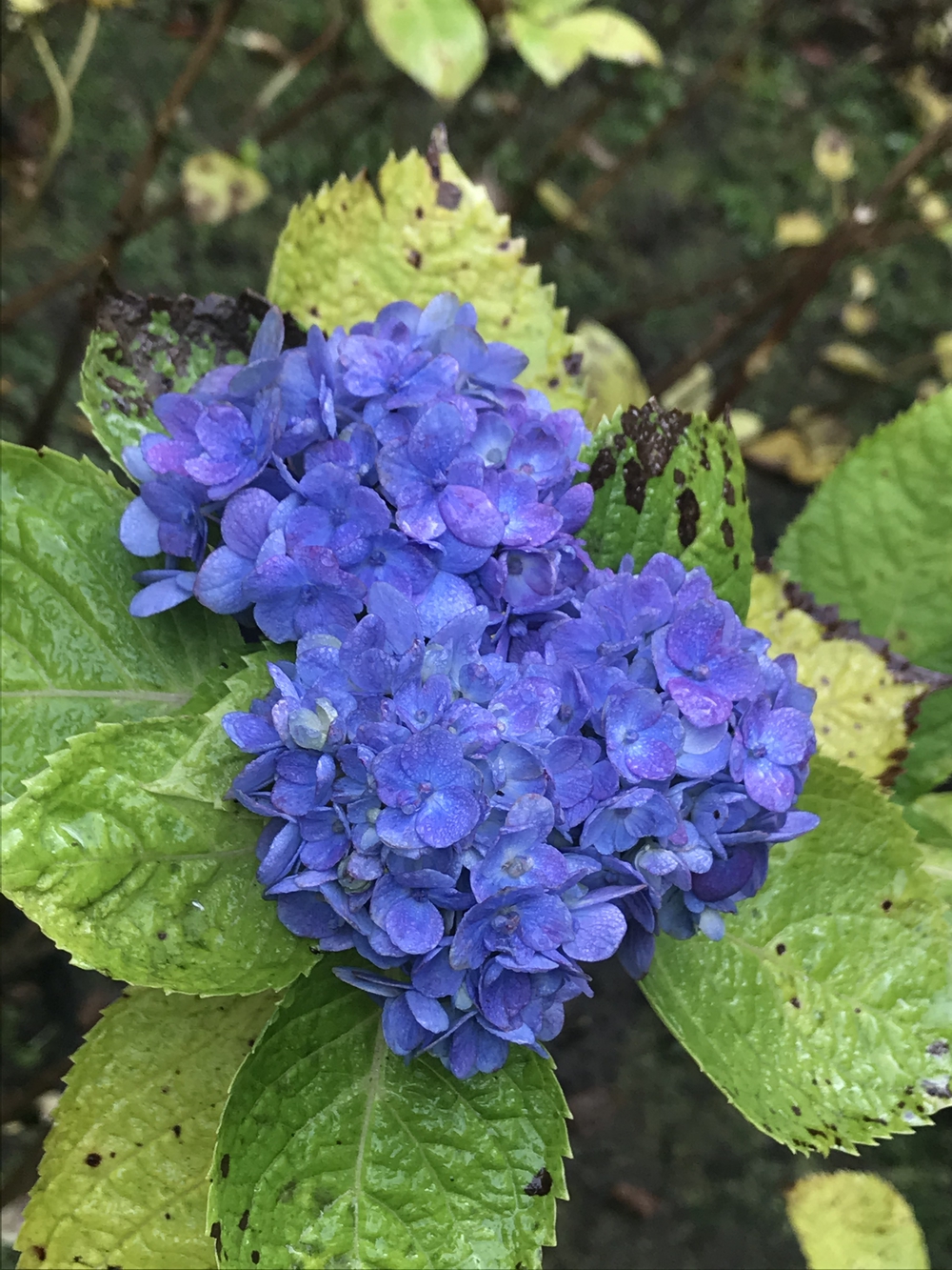 鎌倉アルプス〜紅葉〜の写真4