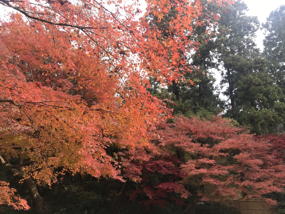 鎌倉アルプス〜紅葉〜の写真5