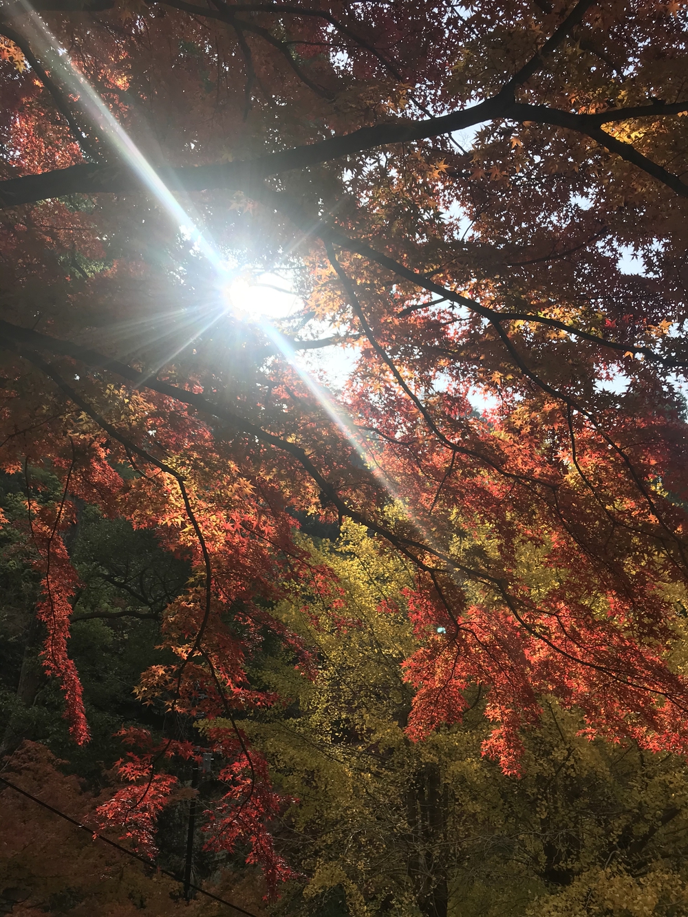 鎌倉アルプス〜紅葉〜の写真8