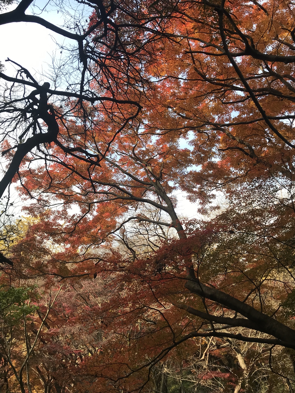 鎌倉アルプス〜紅葉〜の写真11