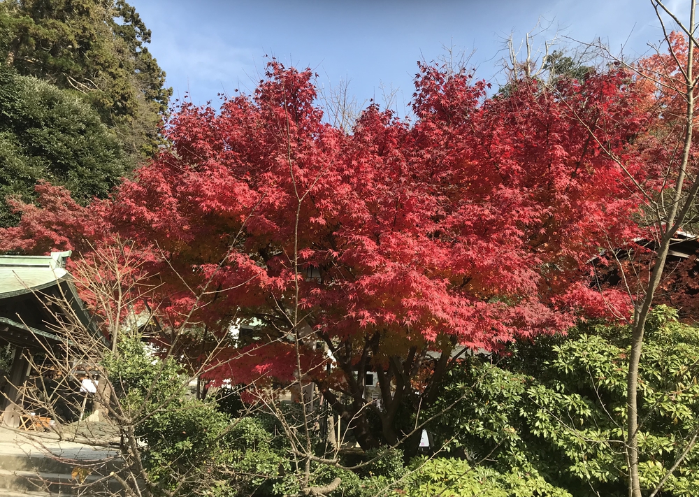 鎌倉アルプス〜紅葉〜の写真14