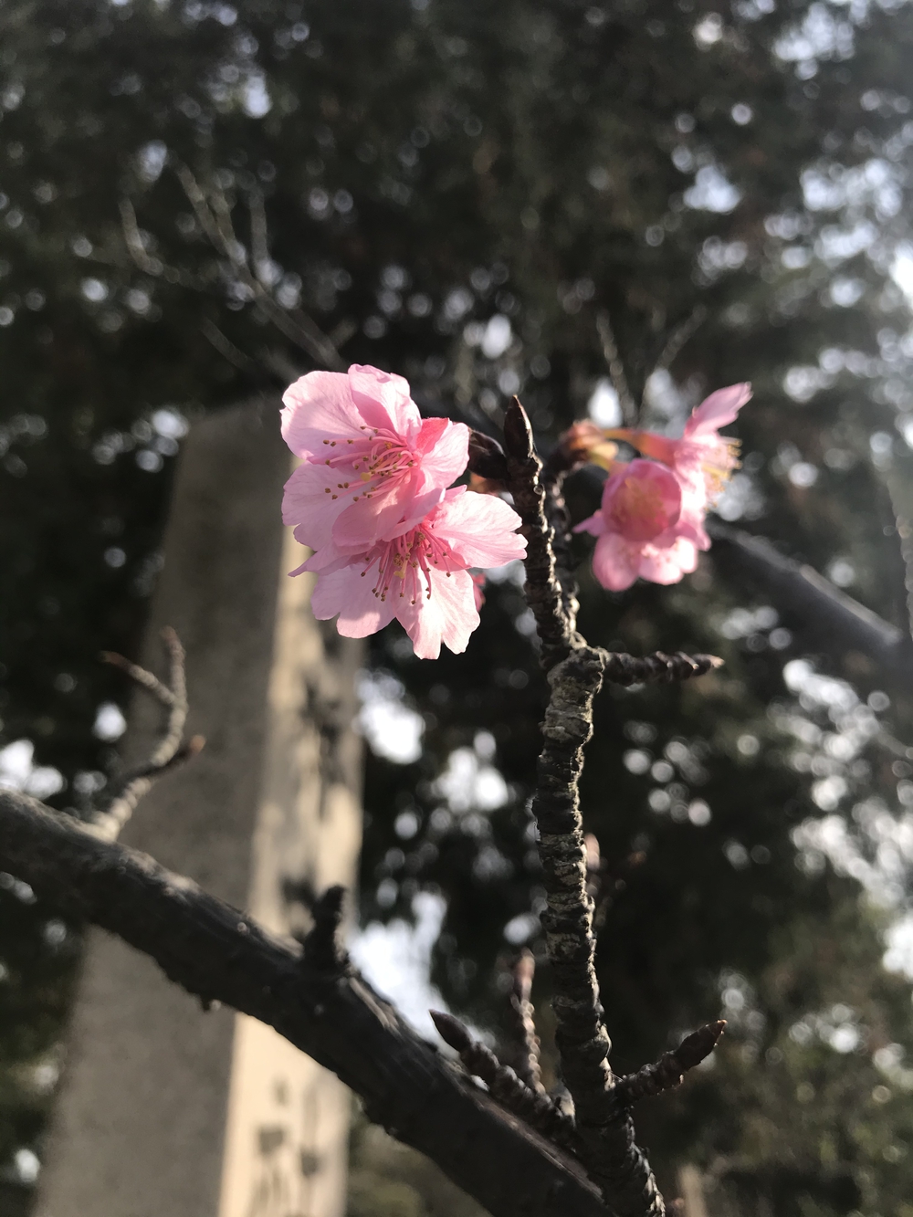 鎌倉アルプス〜紅葉〜の写真15