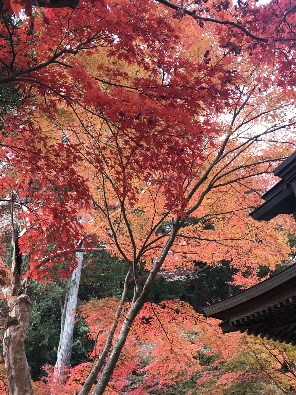 鎌倉アルプス〜紅葉〜の写真17