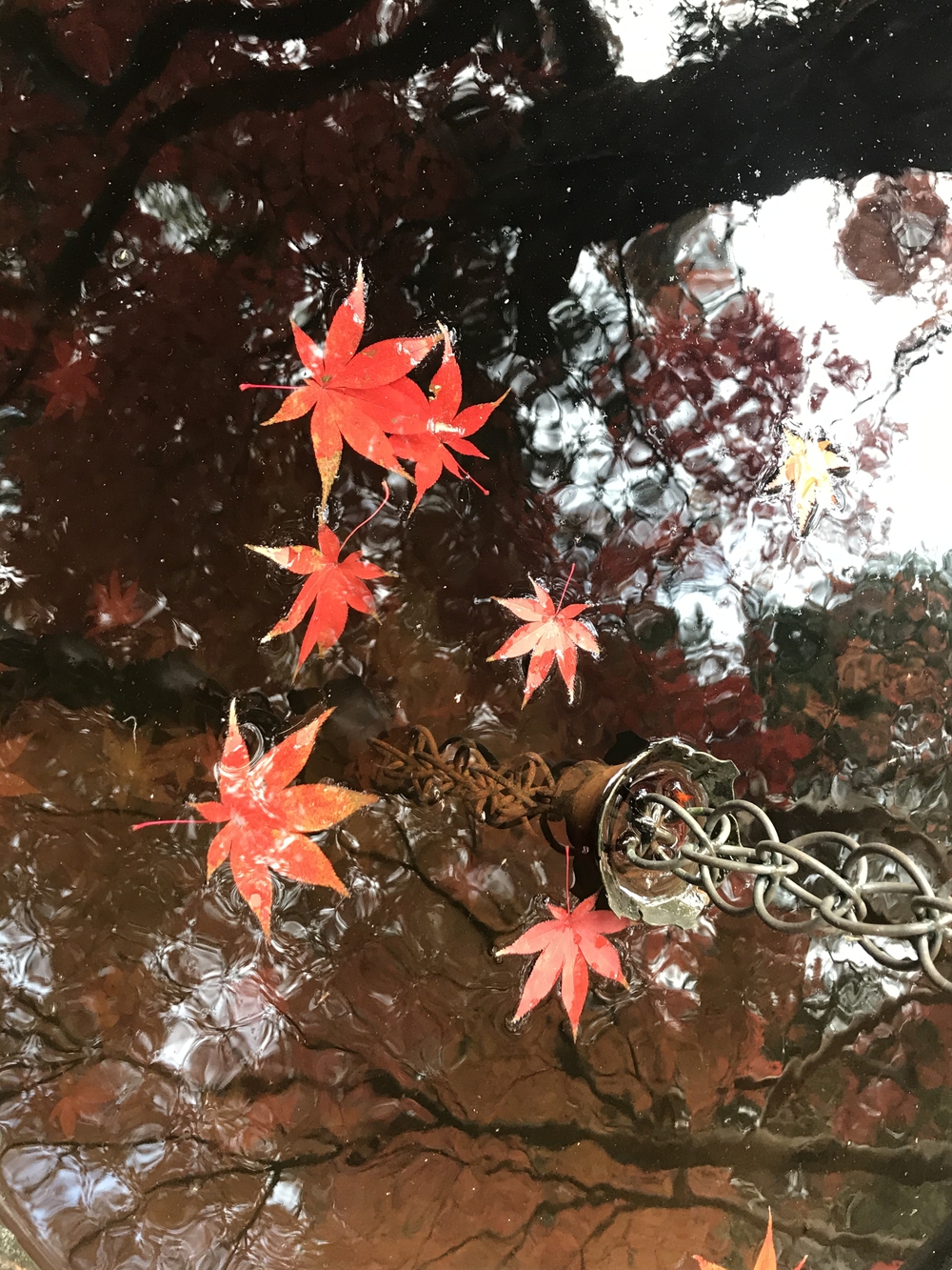 鎌倉アルプス〜紅葉〜の写真18