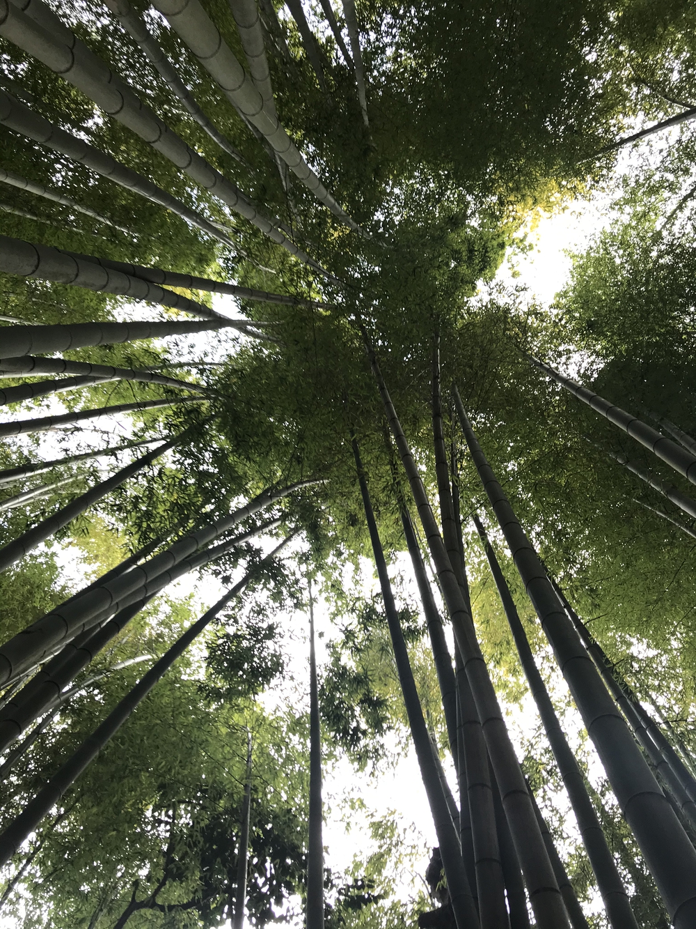 鎌倉アルプス〜紅葉〜の写真20