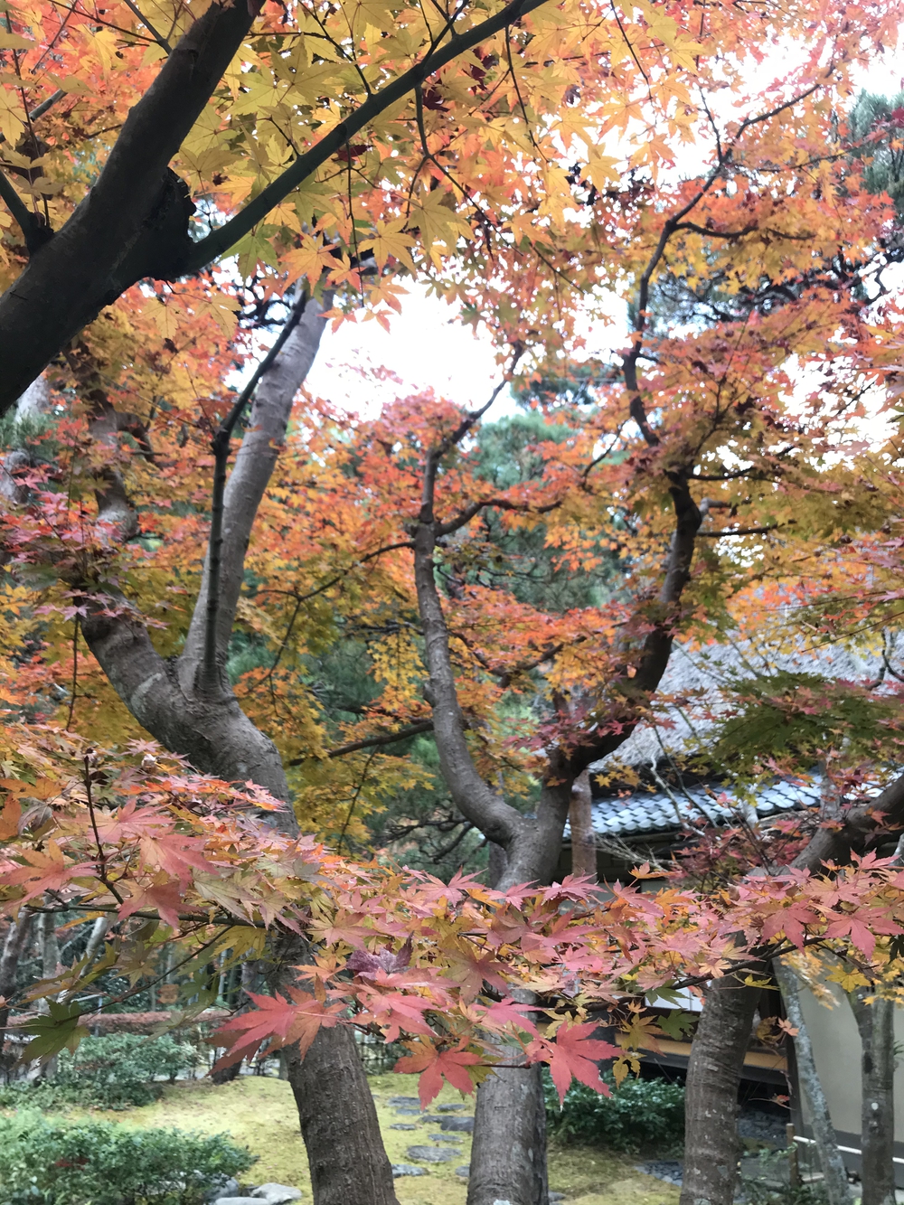 鎌倉アルプス〜紅葉〜の写真24