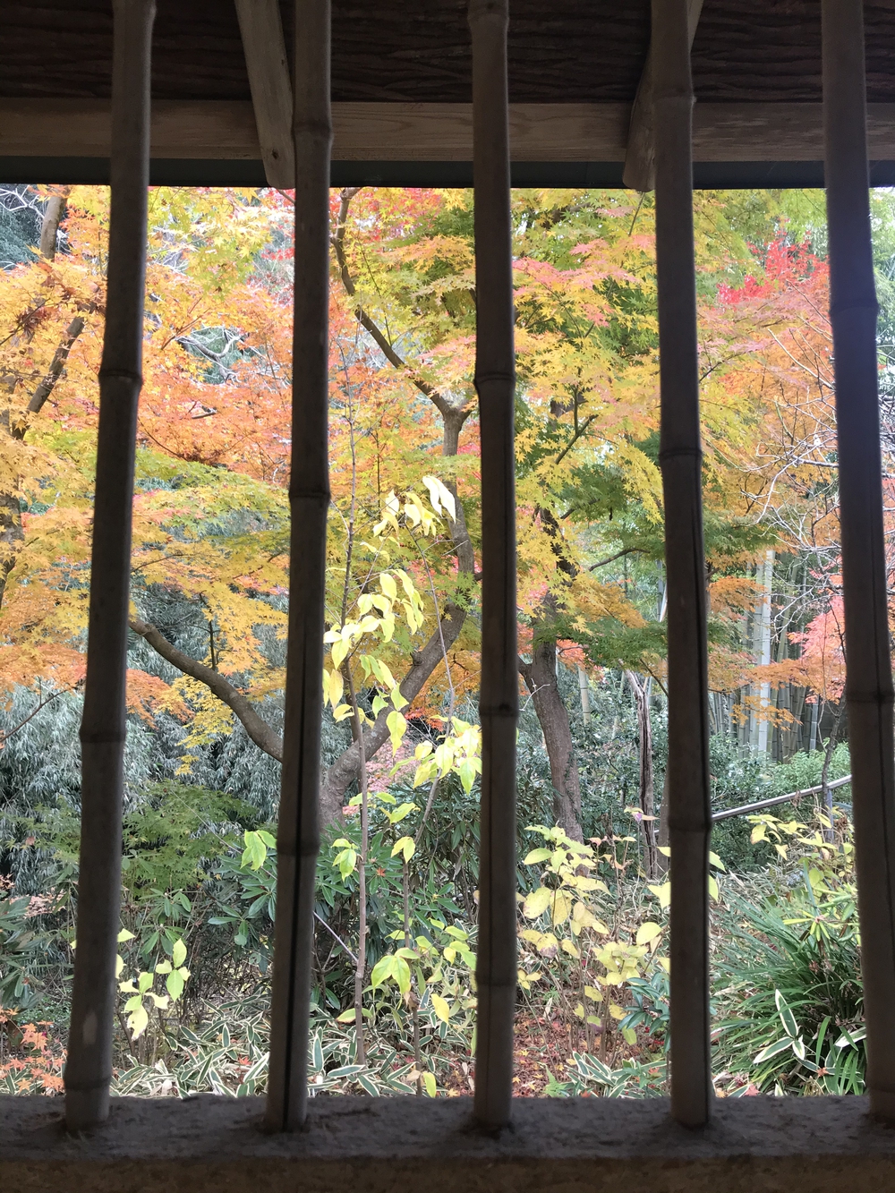 鎌倉アルプス〜紅葉〜の写真25