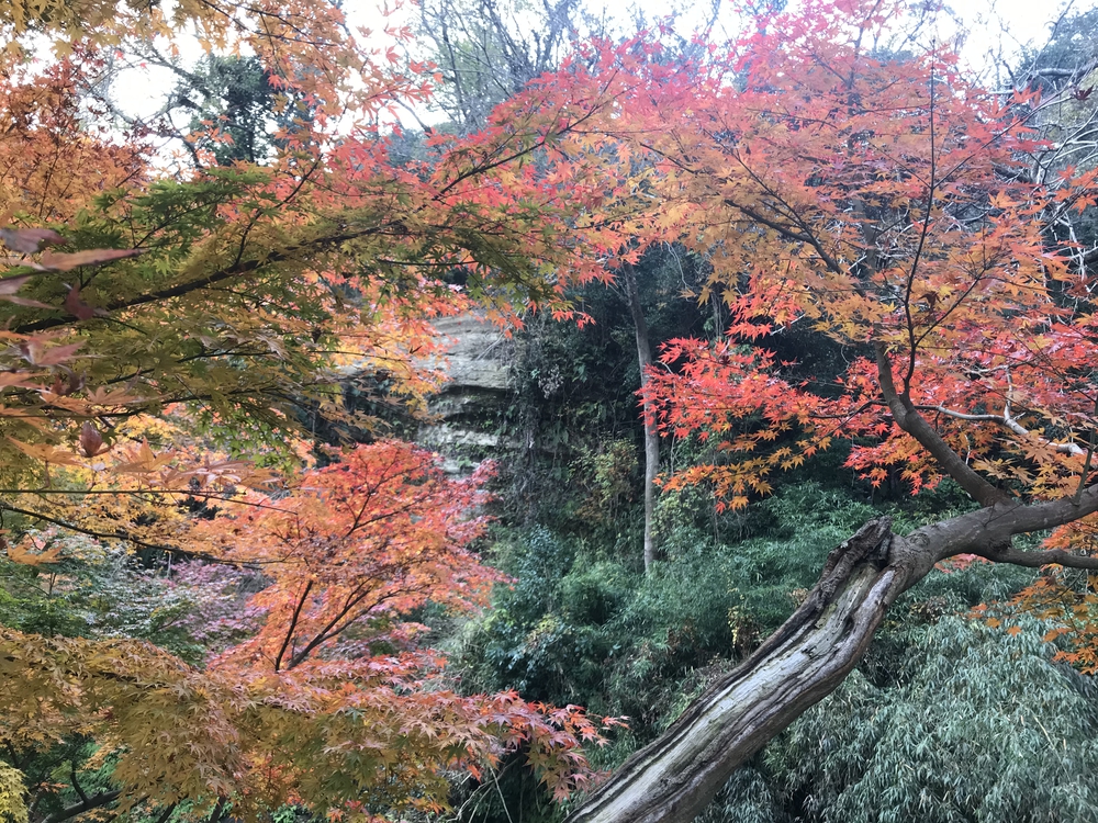 鎌倉アルプス〜紅葉〜の写真26