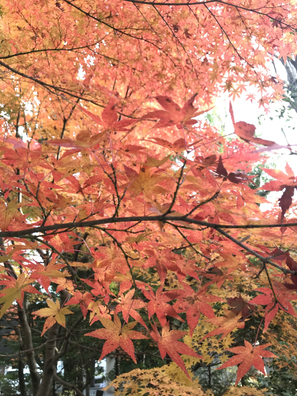 鎌倉アルプス〜紅葉〜の写真28