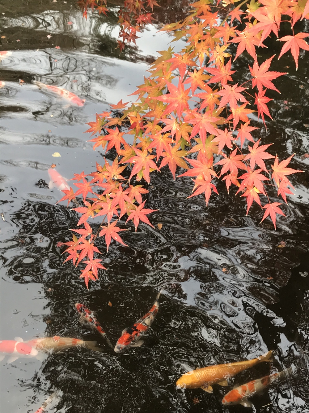 鎌倉アルプス〜紅葉〜の写真29