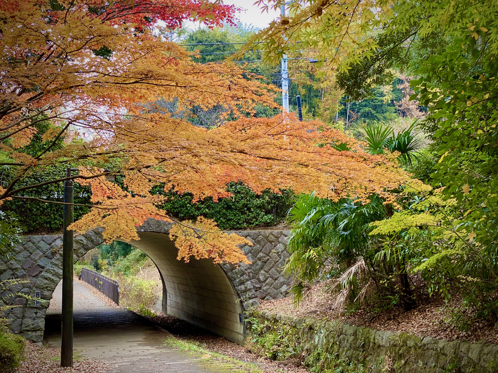 都築の緑道を走る　北〜南コース　繋げてぐるり紅葉ラン 14kmの写真3