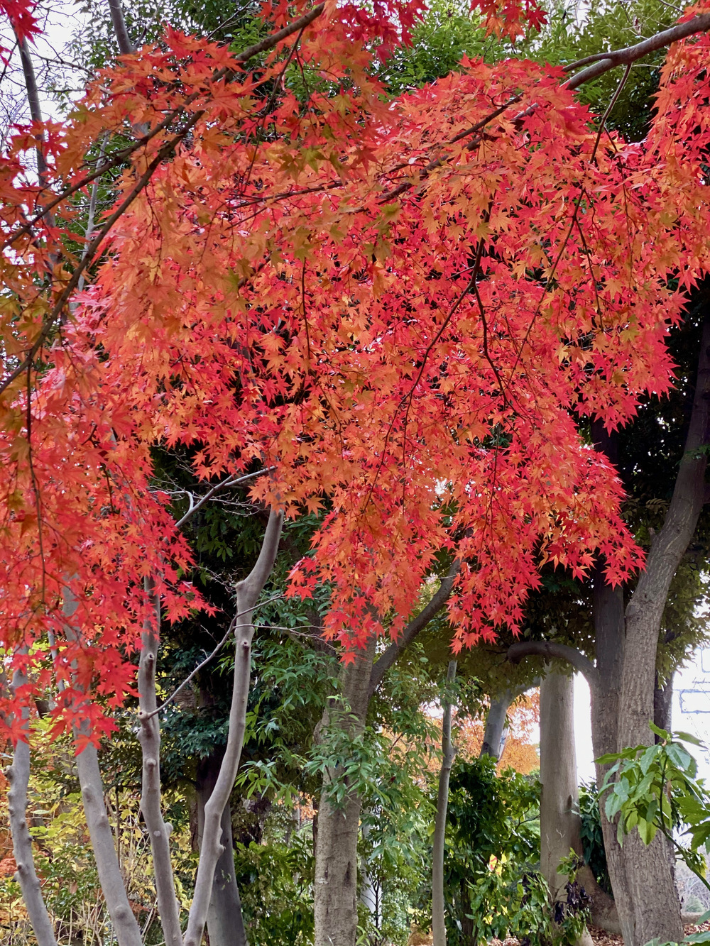 都築の緑道を走る　北〜南コース　繋げてぐるり紅葉ラン 14kmの写真4