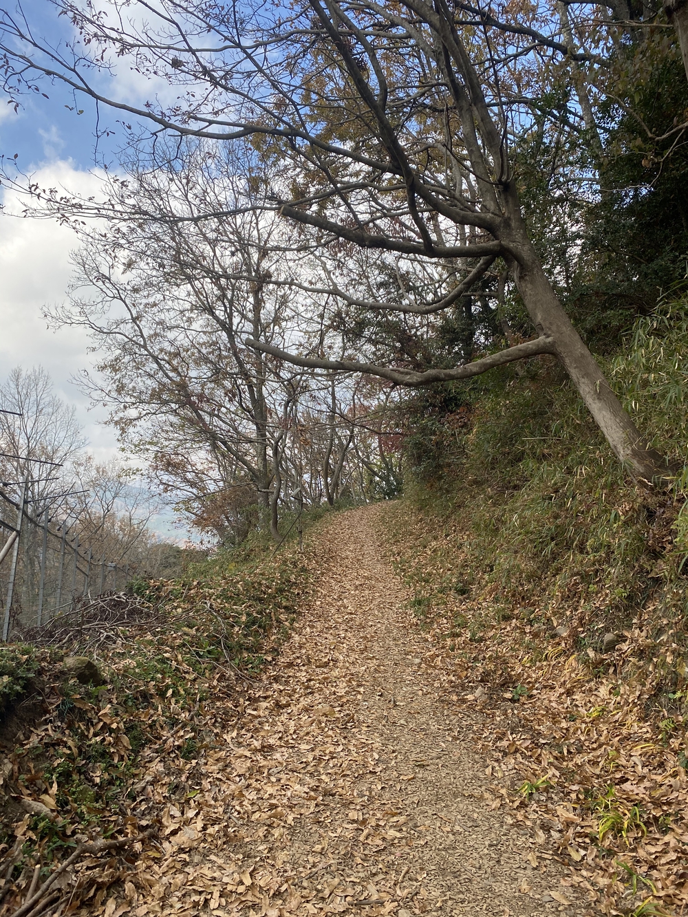 大分市街から高崎山頂へ。ゴールは別府浜脇温泉♨️の写真6