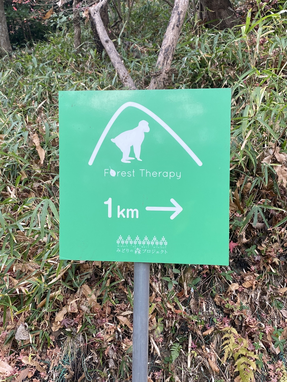 大分市街から高崎山頂へ。ゴールは別府浜脇温泉♨️の写真7