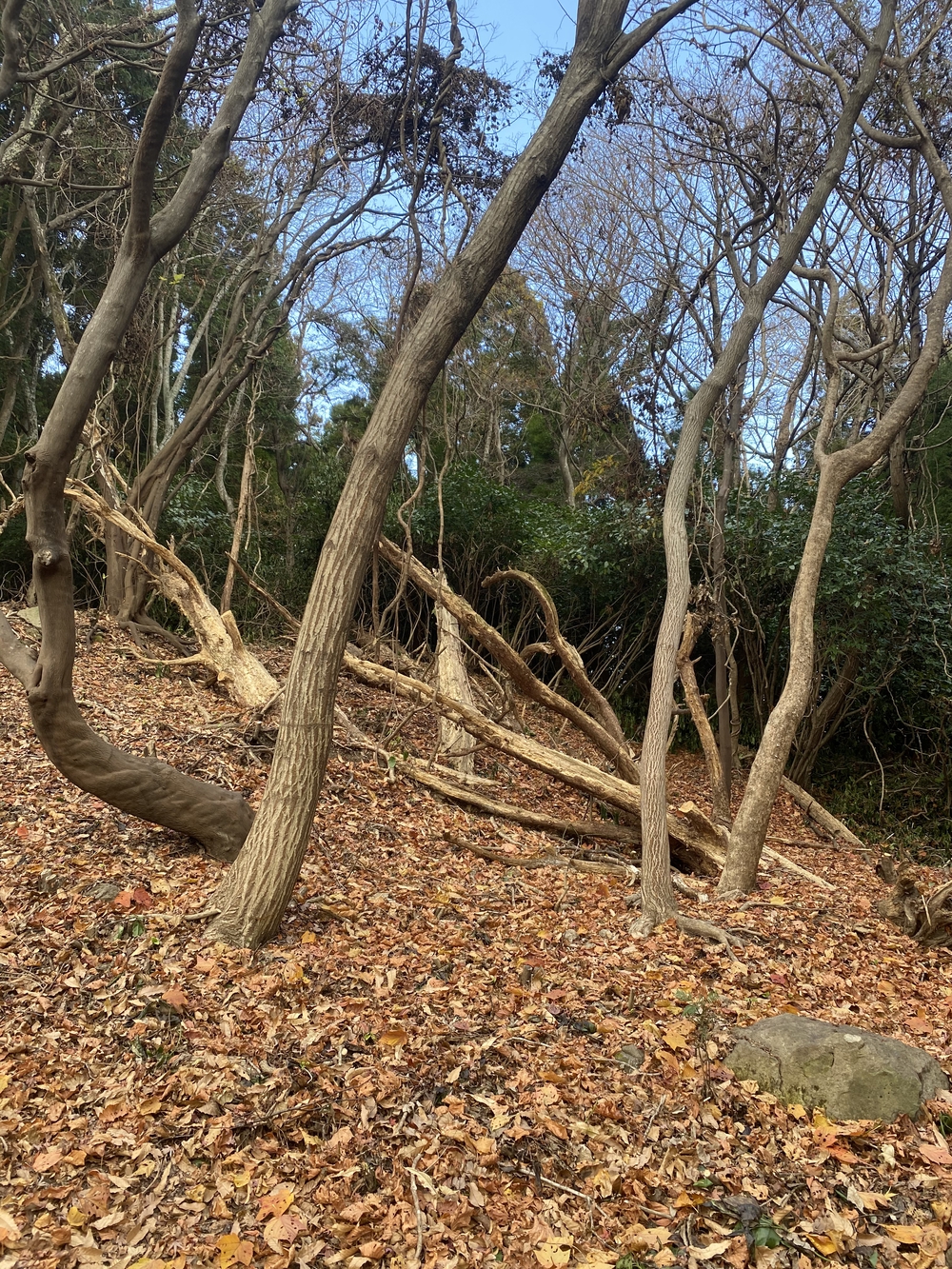 大分市街から高崎山頂へ。ゴールは別府浜脇温泉♨️の写真8