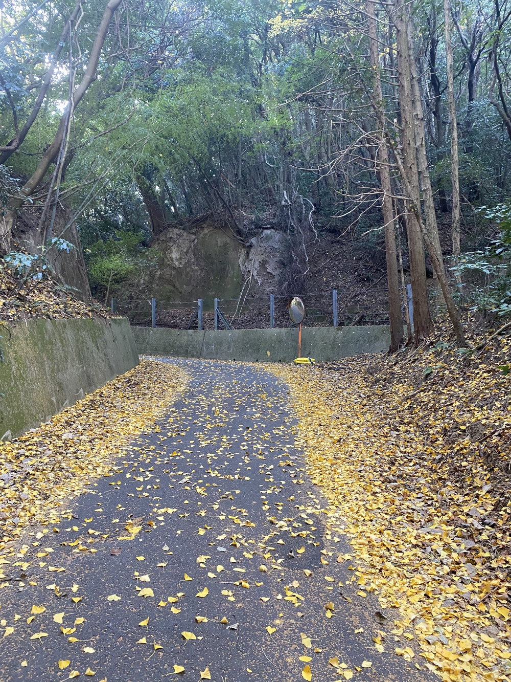 大分市街から高崎山頂へ。ゴールは別府浜脇温泉♨️の写真13