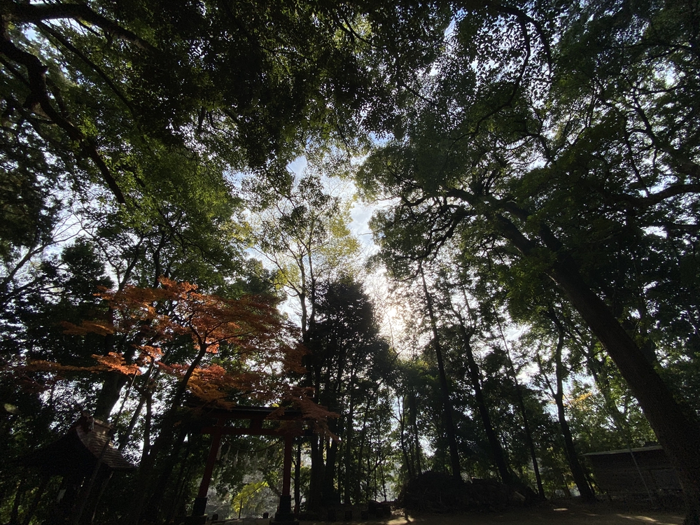 見沼たんぼ探訪（たんぼ〜）ラントリップDay１の写真7