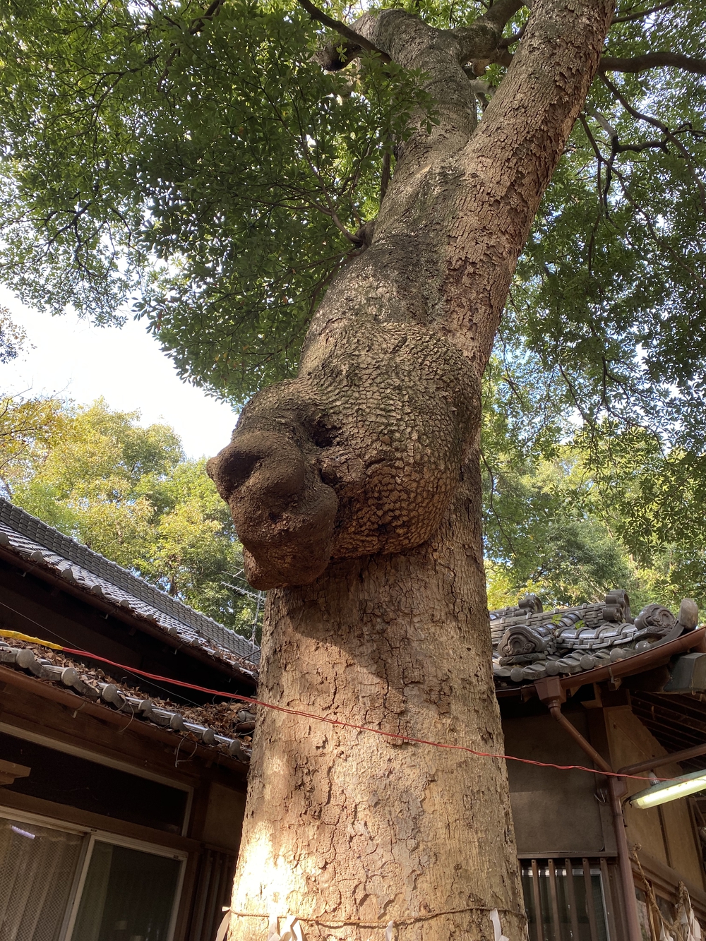 見沼たんぼ探訪（たんぼ〜）ラントリップDay１の写真8