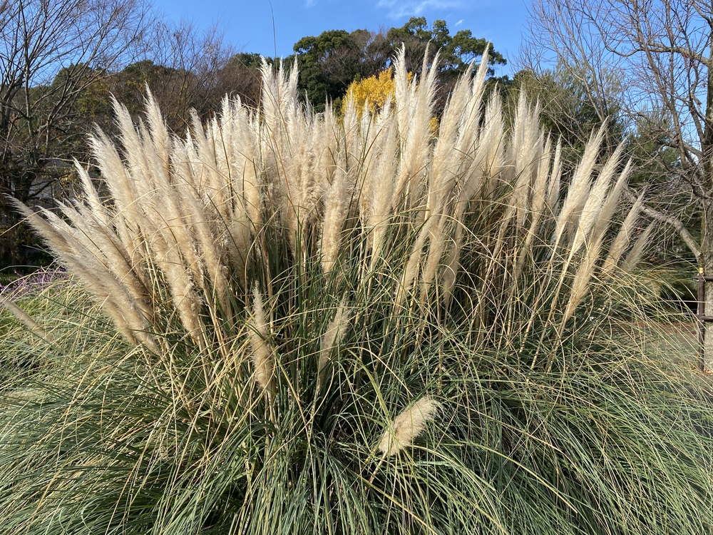 見沼たんぼ探訪（たんぼ〜）ラントリップDay１の写真10