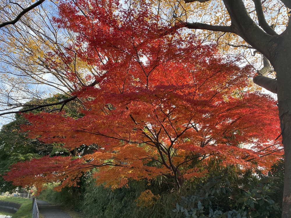 見沼たんぼ探訪（たんぼ〜）ラントリップDay１の写真11