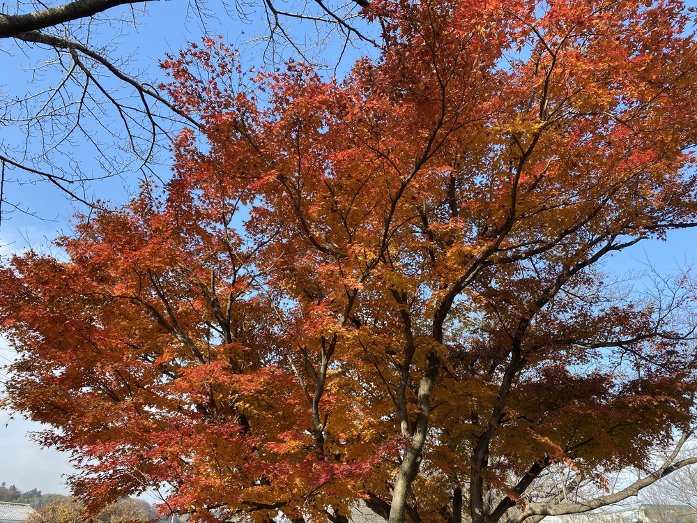 見沼たんぼ探訪（たんぼ〜）ラントリップDay１の写真17