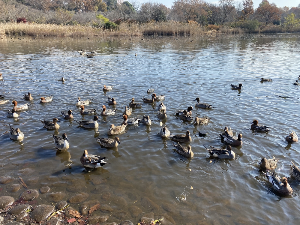 見沼たんぼ探訪（たんぼ〜）ラントリップDay１の写真19