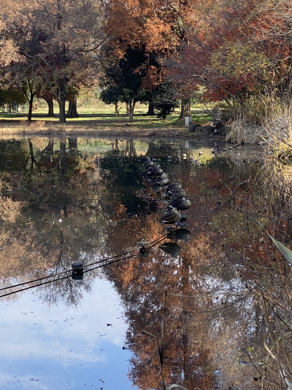 見沼たんぼ探訪（たんぼ〜）ラントリップDay１の写真22