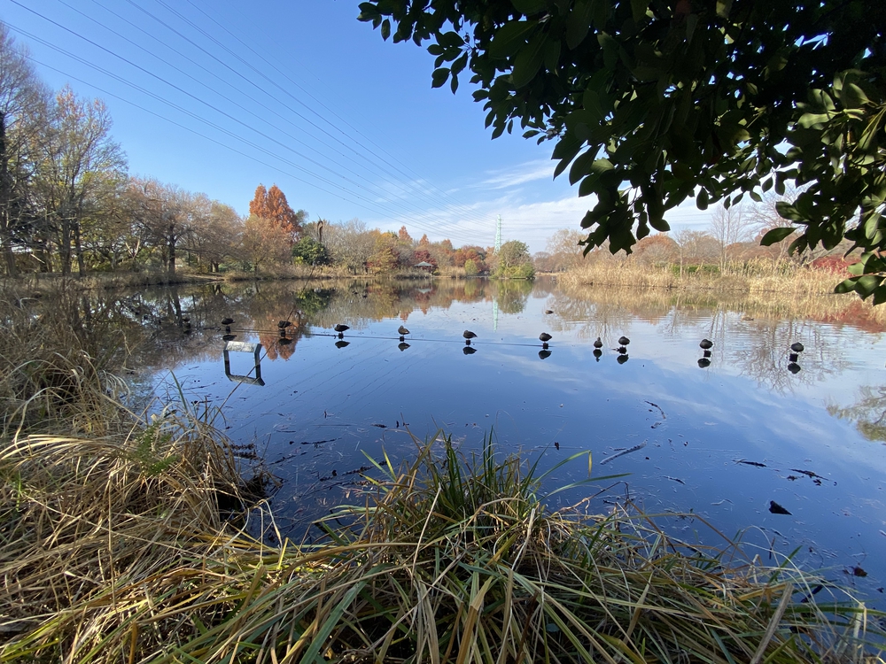 見沼たんぼ探訪（たんぼ〜）ラントリップDay１の写真23