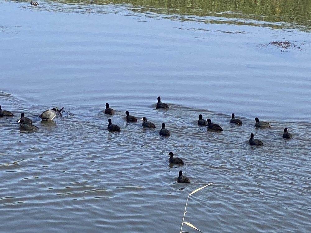 見沼たんぼ探訪（たんぼ〜）ラントリップDay１の写真24