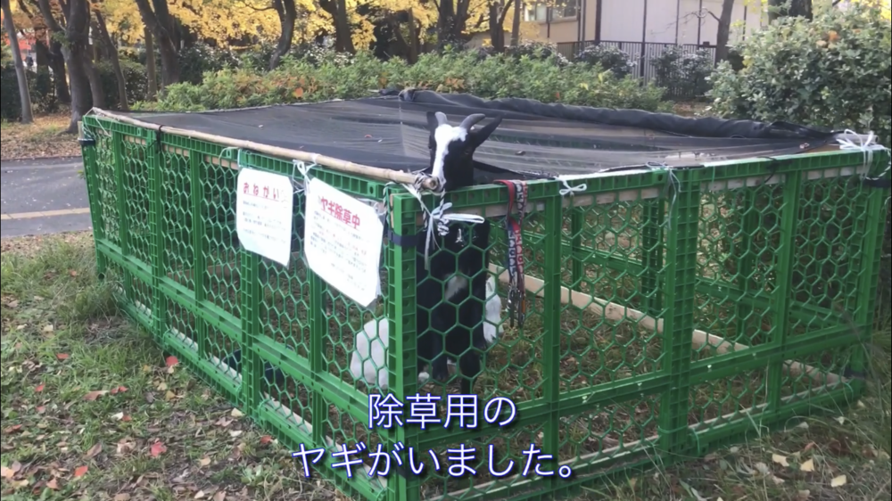 都会の中の空中トラック～大阪城公園の写真20